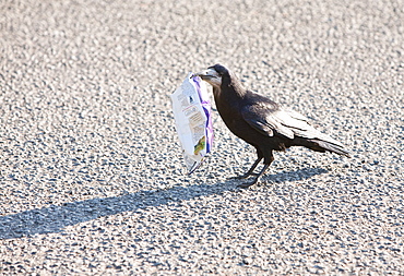 A Rook (Corvus frugilegus) feeding on a packet of crisps in a motorway service station car park, Scotland, United Kingdom, Europe