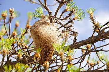 Nests of the Pine Processionary Caterpiller (Thaumetopoea pityocampa) in pine trees in the Sierra Nevada mountains of Andalucia, southern Spain, Europe