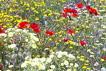 Wild flowers growing on a field verge in Andalucia, Spain, Europe