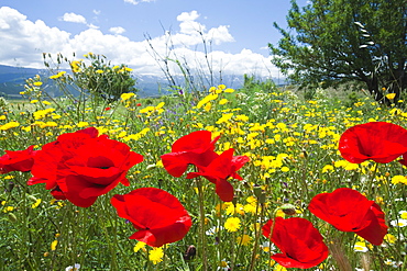 Poppies and other wild flowers growing in a field  in Andalucia, Spain, Europe