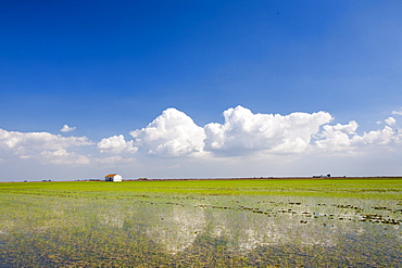 Rice growing in paddy fields in the Coto Donana, Andalucia, Spain, Europe