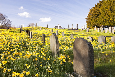 Wild daffodils (Narcissus pseudonarcissus) in the graveyard at Troutbeck, Cumbria, England, United Kingdom, Europe