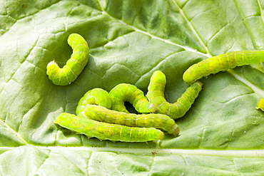 Green caterpillers on a leaf