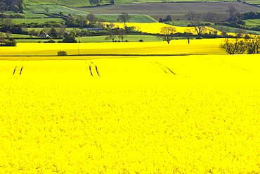 Oil seed rape growing on farmland near Scotch Corner, Yorkshire, England, United Kingdom, Europe