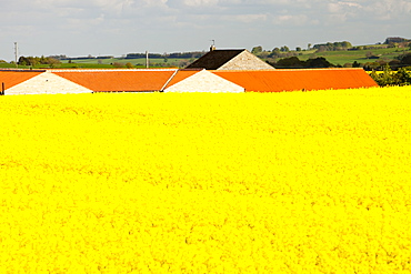 Oil seed rape growing on farmland near Scotch Corner, Yorkshire, England, United Kingdom, Europe