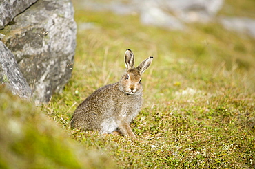 Mountain hare on Ben Stack in Sutherland, Highlands, Scotland, United Kingdom, Europe