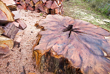 A massive cedar tree is logged up in a garden in Ambleside, Cumbria, England, United Kingdom, Europe