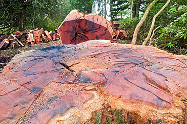 A massive cedar tree is logged up in a garden in Ambleside, Cumbria, England, United Kingdom, Europe