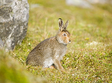 Mountain hare on Ben Stack in Sutherland, Highlands, Scotland, United Kingdom, Europe