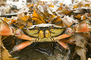 Shore crab at Drumbeg in Assynt, Scotland, United Kingdom, Europe