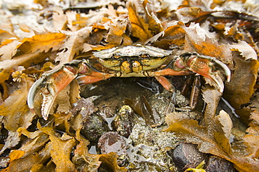 Shore crab at Drumbeg in Assynt, Scotland, United Kingdom, Europe