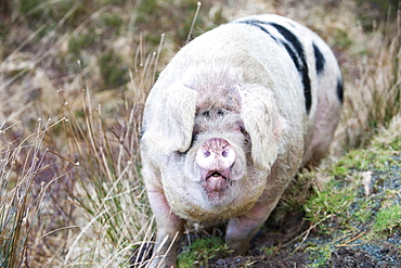 This Gloucester Old Spot Pig has the run of virtually the whole of the Isle of Raasay, but tends to stay on the northern end of the isle on Calums road near Arnish, Isle of Raasay, Scotland, United Kingdom, Europe