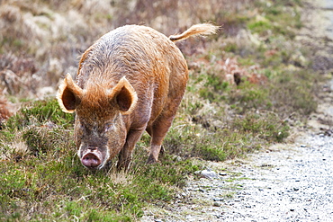 Tamworth Pig that has the run of virtually the whole island, but tends to stay on the northern end of the isle on Calums road near Arnish, Isle of Raasay, Scotland, United Kingdom, Europe