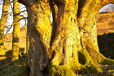 A sycamore tree trunk in warm evening light, Ambleside, Cumbria, England, United Kingdom, Europe