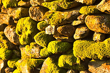 Moss covering stones on a wall in Ambleside, Cumbria, England, United Kingdom, Europe