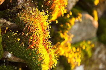 Fruiting bodies on moss covering stones on a wall in Ambleside, Cumbria, England, United Kingdom, Europe