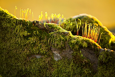 Fruiting bodies on moss covering stones on a wall in Ambleside, Cumbria, England, United Kingdom, Europe