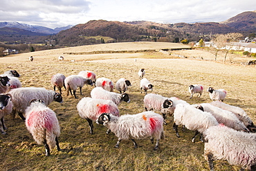 Sheep in Ambleside, Lake District, Cumbria, England, United Kingdom, Europe