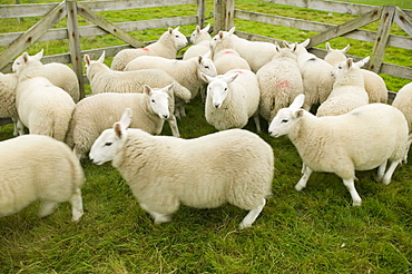 Sheep in a pen near Stoer in Assynt, Sutherland, Highlands, Scotland, United Kingdom, Europe