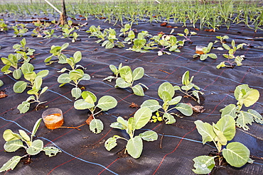 Cabbages and onions growing at Growing with Grace, an organic fruit and vegetable growing co-operative based in Clapham in the Yorkshire Dales, Yorkshire, England, United Kingdom, Europe