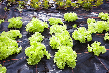 Lettuces growing at Growing with Grace, an organic fruit and vegetable growing co-operative based in Clapham in the Yorkshire Dales, Yorkshire, England, United Kingdom, Europe