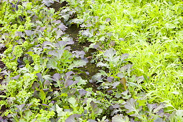 Lettuces growing at Growing with Grace, an organic fruit and vegetable growing co-operative based in Clapham in the Yorkshire Dales, Yorkshire, England, United Kingdom, Europe