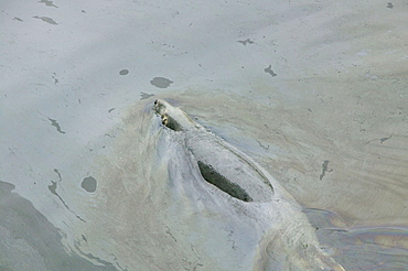 Grey seal in polluted water in Lochinver Harbour in Sutherland, Scotland, United Kingdom, Europe