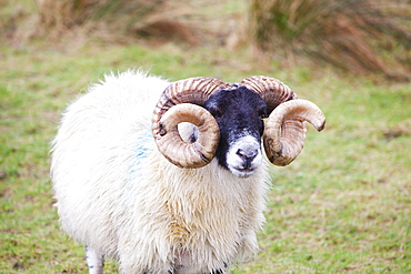 A ram on the Isle of Skye, Scotland, United Kingdom, Europe