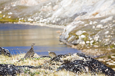 A female ptarmigan with young on the Greenland tundra near Camp Victor, west Greenland, Polar Regions