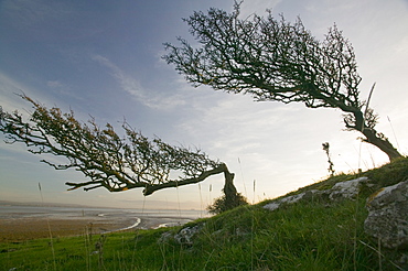 Hawthorns bent over by the prevailing wind on Humphrey Head Point above Morecambe Bay near Grange over Sands, Cumbria, England, United Kingdom, Europe