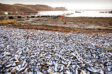 Mussel shells on Portnalong beach, Isle of skye, Scotland, United Kingdom, Europe