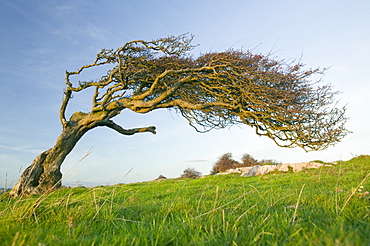 Hawthorns bent over by the prevailing wind on Humphrey Head Point above Morecambe Bay near Grange over Sands, Cumbria, England, United Kingdom, Europe