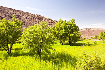 Barely fields near a Berber village in the Anti Atlas mountains of Morocco, North Africa, Africa