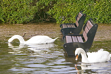 Mute swans swimming in flood waters from Lake Windermere overflowing in Ambleside, Cumbria, England, United Kingdom, Europe