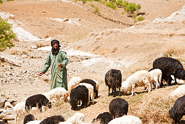 A shepherd, with his flock of goats and sheep in the Anti Atlas mountains of Morocco, North Africa, Africa