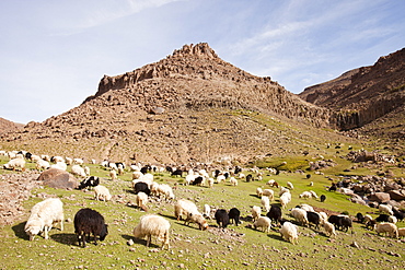 A Berber flock of sheep and goats in a high valley in the Anti Atlas mountains of Morocco, North Africa, Africa