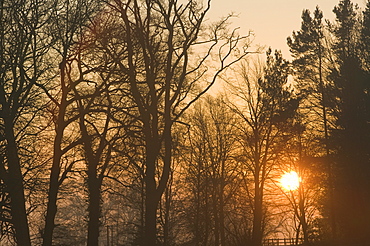 Sunrise in woodland on the outskirts of Loughborough, Leicestershire, England, United Kingdom, Europe