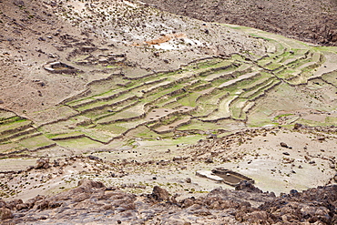 Field terraces above a Berber village in the Anti Atlas mountains of Morocco, North Africa, Africa