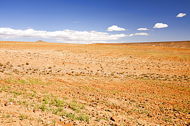 Barley growing near a Berber village in the Anti Atlas mountains of Morocco, North Africa, Africa