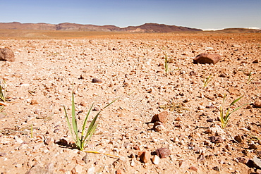 Barley growing near a Berber village in the Anti Atlas mountains of Morocco, North Africa, Africa