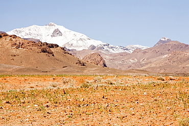 Barley growing near a Berber village in the Anti Atlas mountains of Morocco, North Africa, Africa