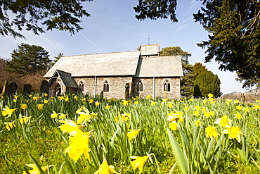 Wild daffodils flowering in St. Patricks churchyard in Patterdale, Lake District, Cumbria, England, United Kingdom, Europe