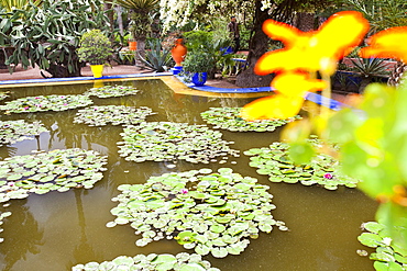 The Marjorelle Gardens in Marrakech, Morocco, North Africa, Africa