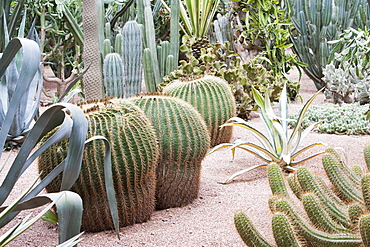 The Marjorelle Gardens in Marrakech, Morocco, North Africa, Africa