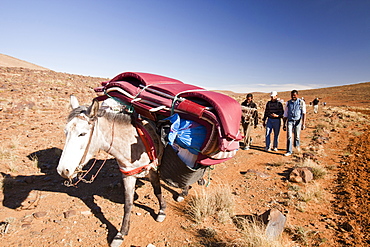 A mule loaded with expedition camping gear for a trek in the Jebel Sirwa region of the Anti Atlas mountains of Morocco, North Africa, Africa