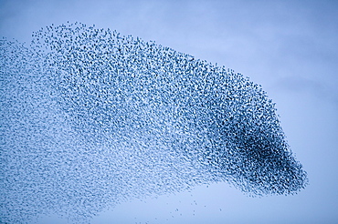 Starlings flying to roost near Kendal, Cumbria, England, United Kingdom, Europe