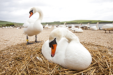 Mute swan (Cygnus olor) on its nest at the Abbotsbury Swannery, Dorset, England, United Kingdom, Europe