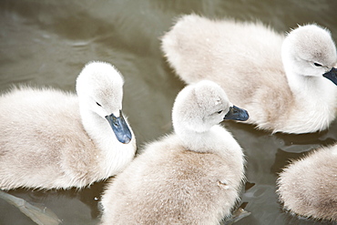 Mute swan (Cygnus olor) cygnets at the Abbotsbury Swannery in Dorset, England, United Kingdom, Europe