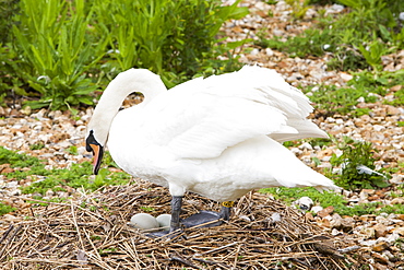 Mute swan (Cygnus olor) on its nest at the Abbotsbury Swannery, Dorset, England, United Kingdom, Europe