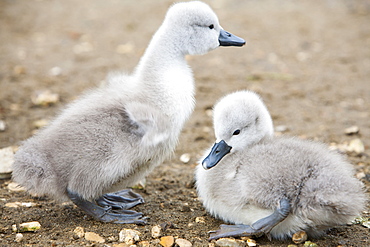 Mute swan (Cygnus olor) cygnets at the Abbotsbury Swannery in Dorset, England, United Kingdom, Europe